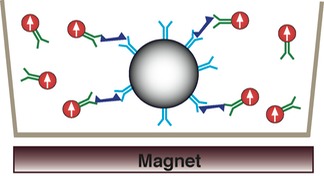 cell magnetic assay