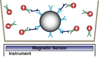 cell surface receptor magnetic assay