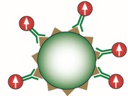 cell magnetic assay