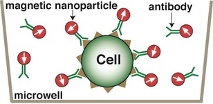 Sanwich magnetic immunoassay