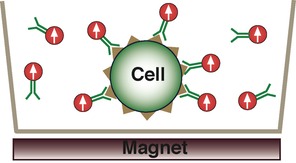 Magnetic assay