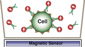 Magnetic sandwich immunoassay