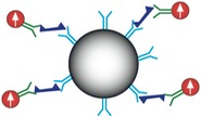 magnetic immunoassay